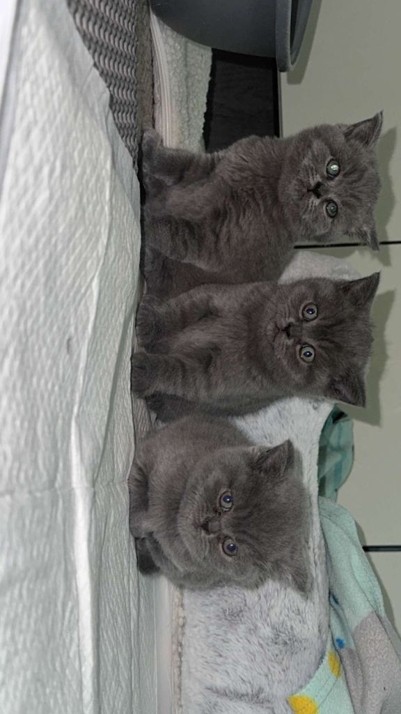 British short hair kitten for sale 