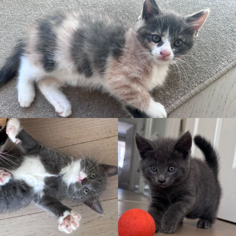Beautiful Grey & Dilute Calico Kittens