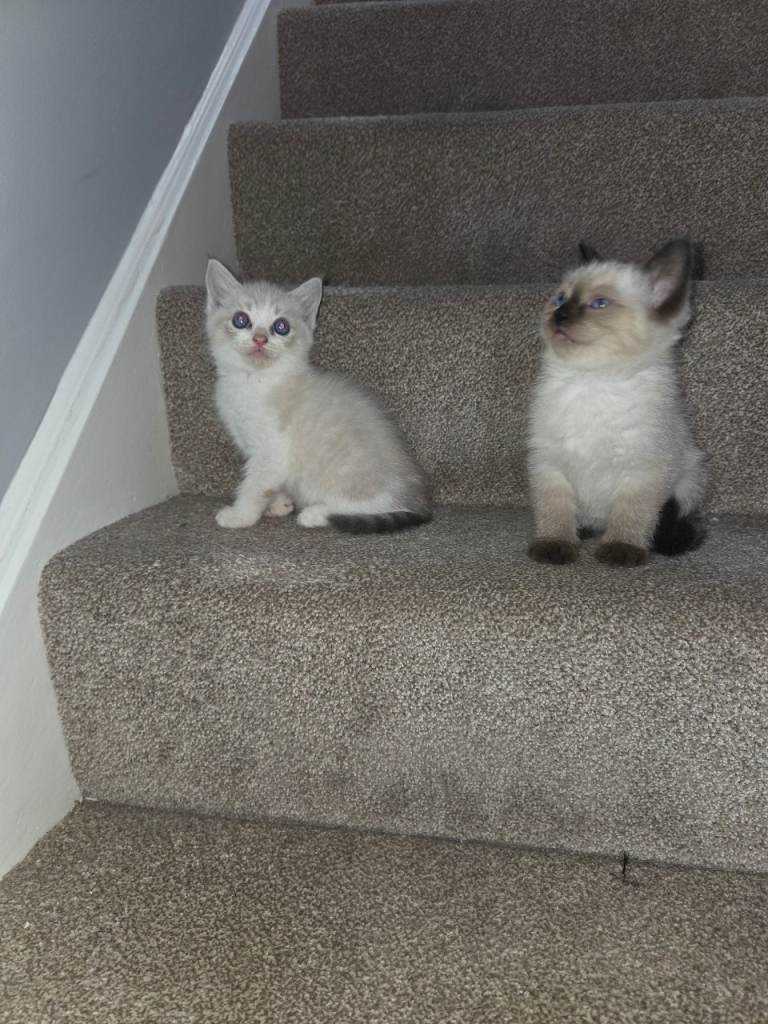 Ragdoll Kittens 