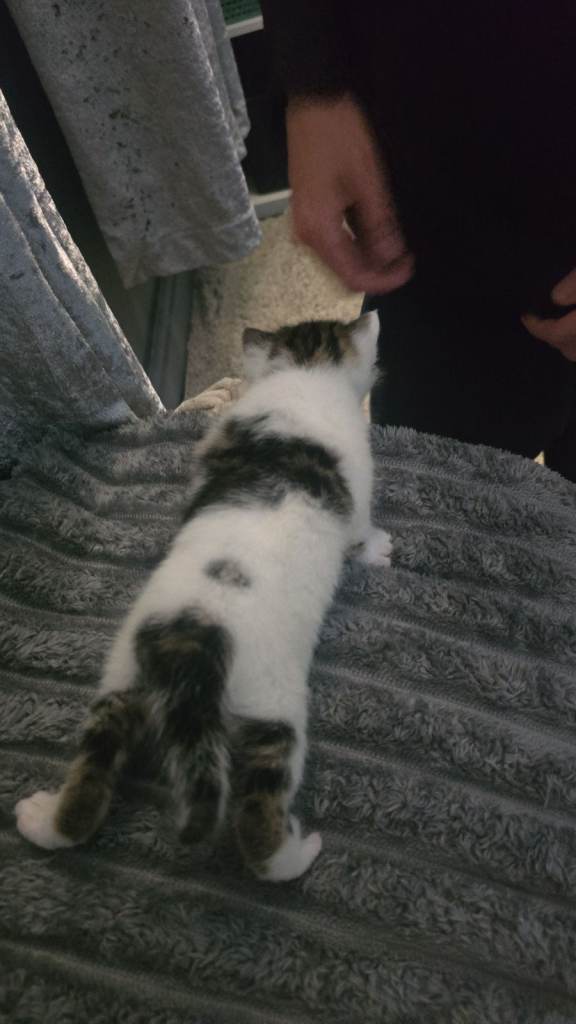 4 kittens for sale 