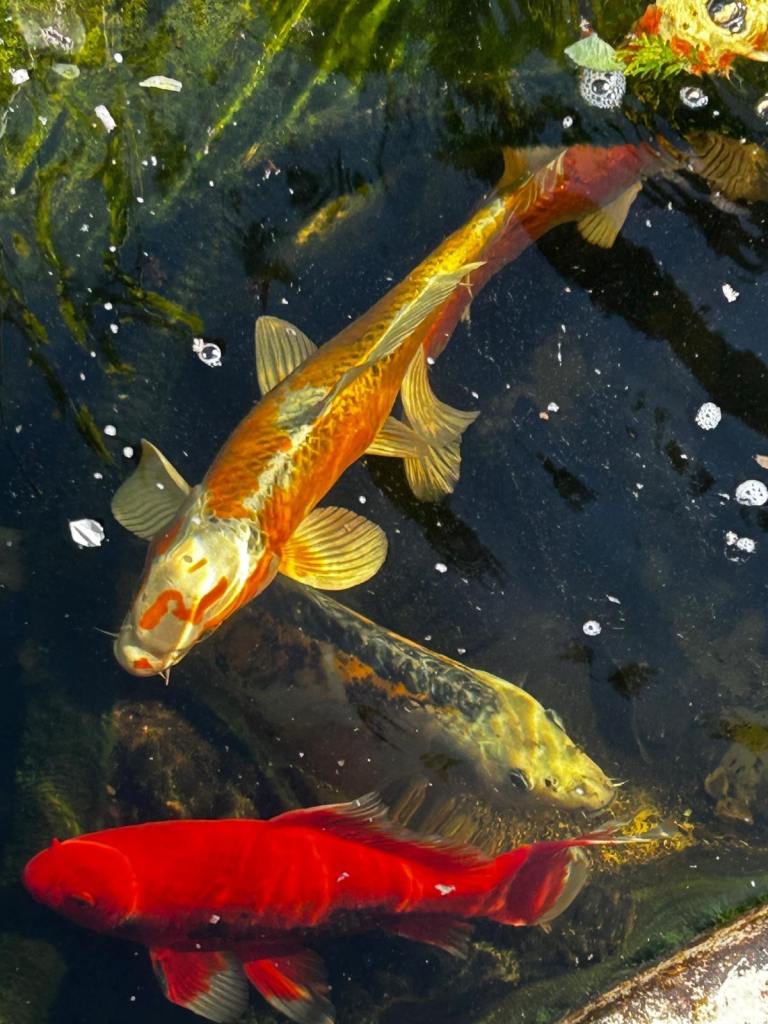 Japanese Koi Fish 12-14 inches