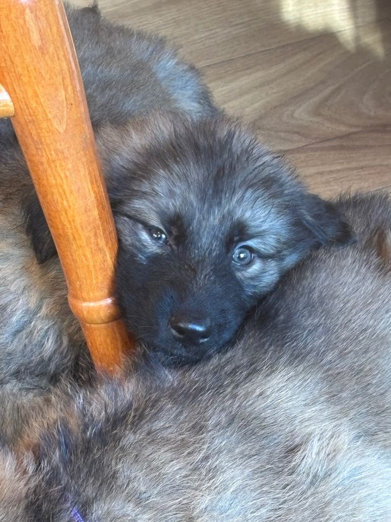 German shepherd puppies 
