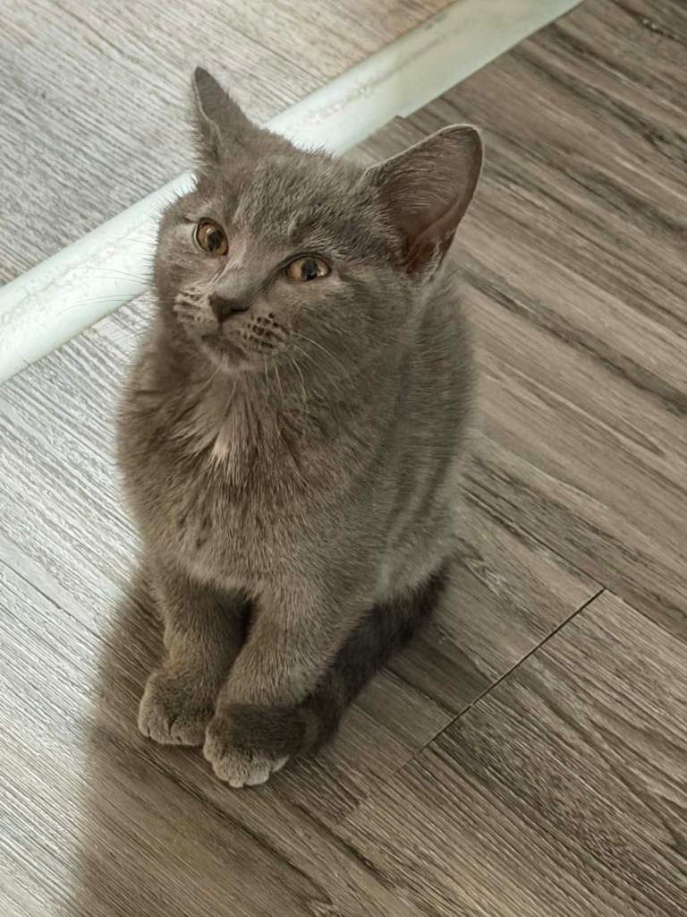Kitten 