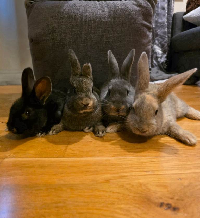 Bunnies for sale