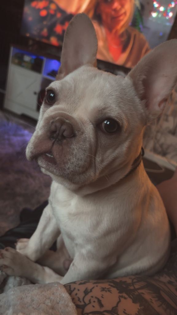 7 month old French bulldog 