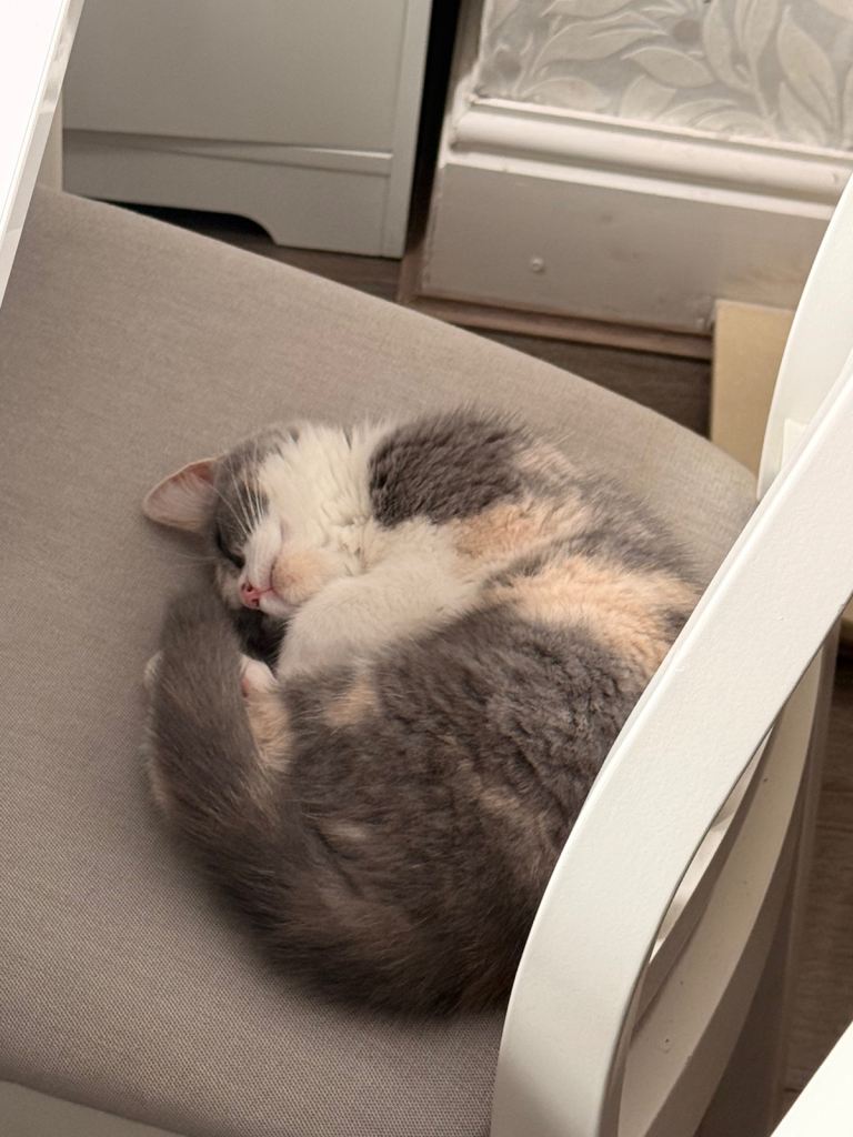 Kitten