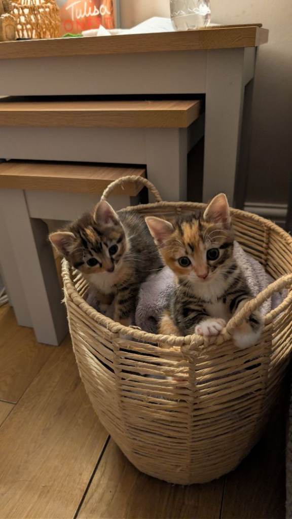 Calico kittens 