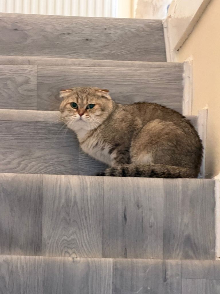     Cookie – Friendly & Playful Cat Looking for a Loving Home 💗