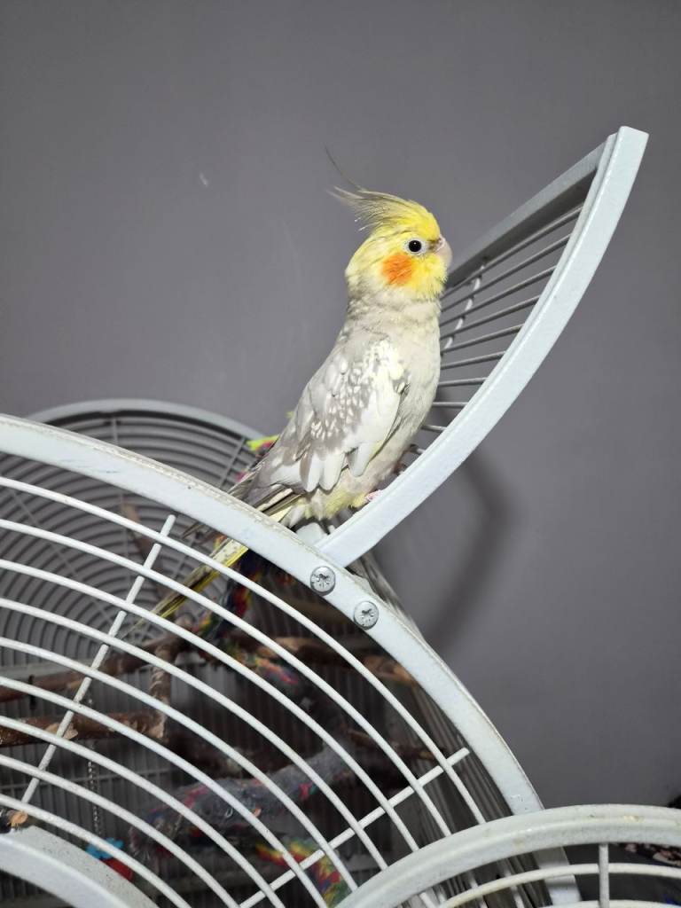 Cockatial for sale