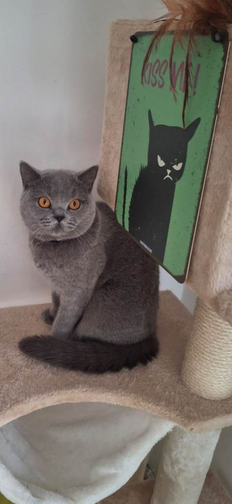 10mth British shorthair