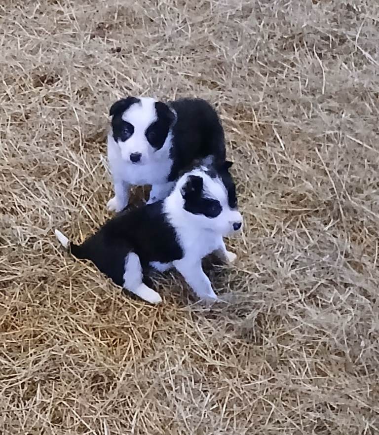 border collie pups for sale