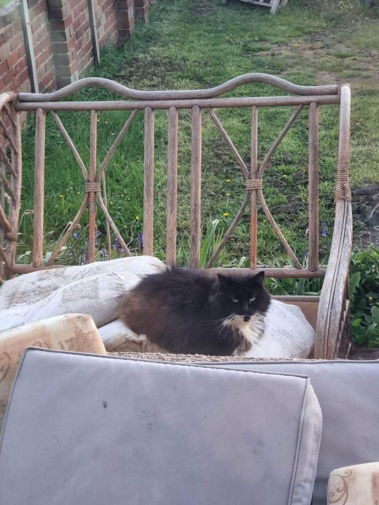 Beautiful main coon mix kittens available 