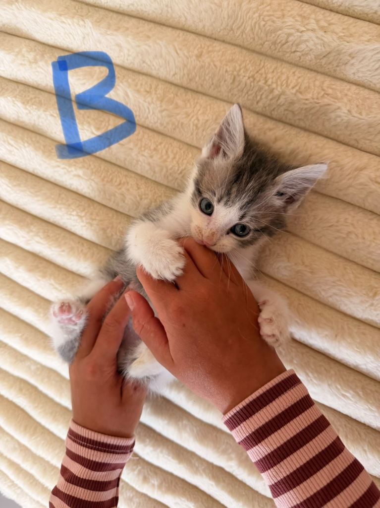 Kittens for sale 