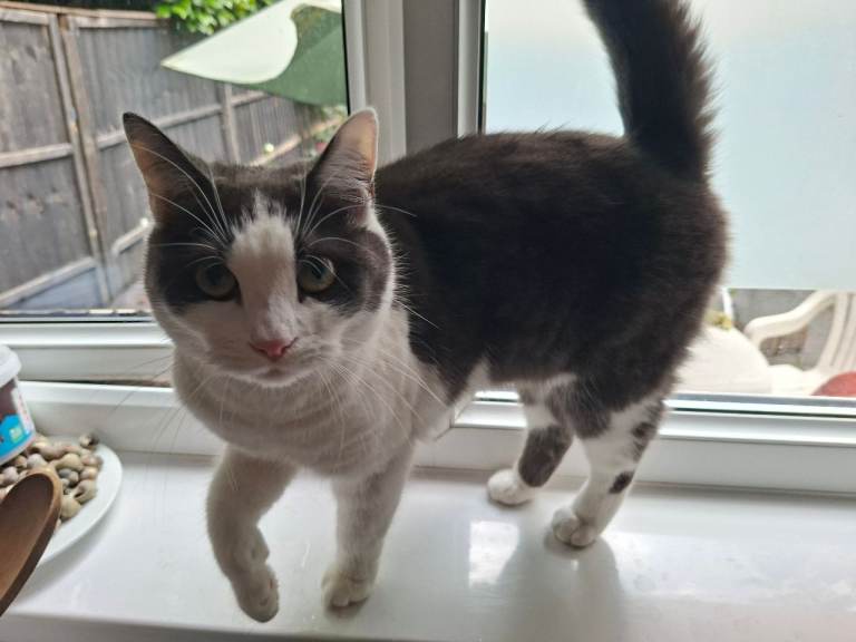 Cat looking for new home