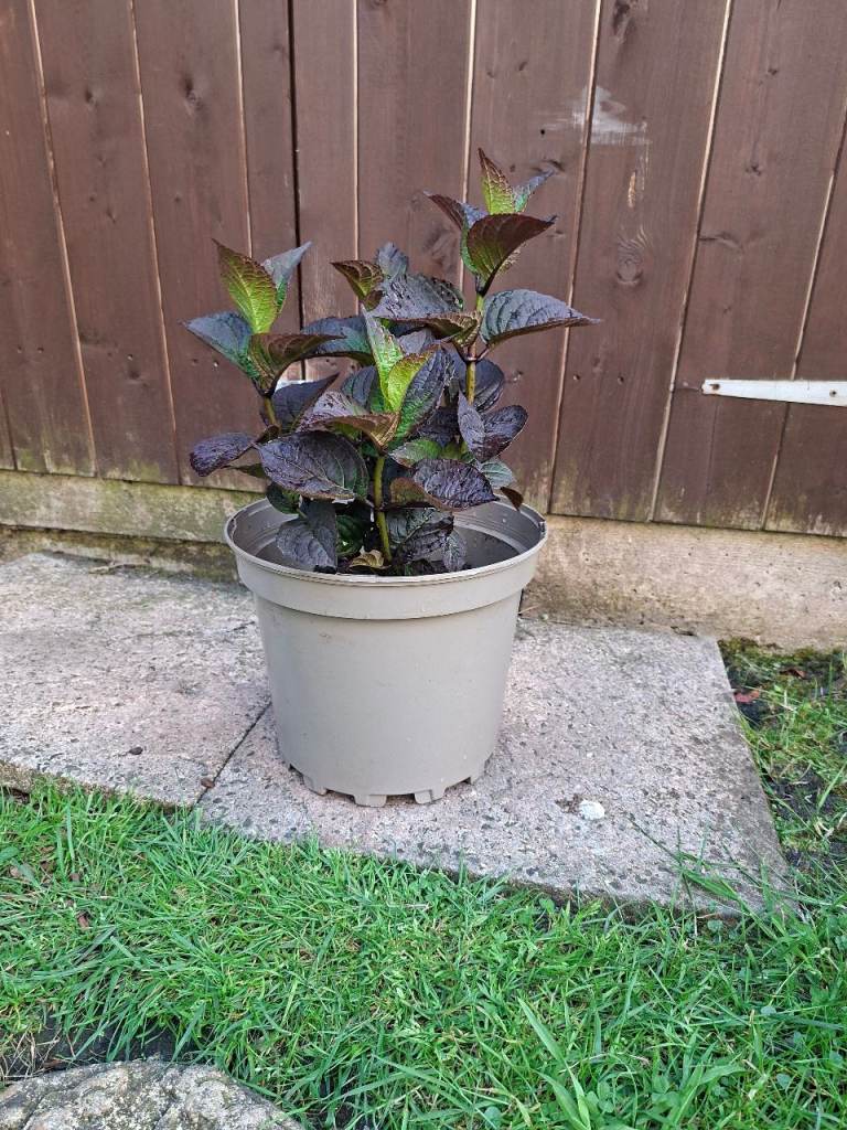 Plant/Flowers - Hydrangea Daredevil
