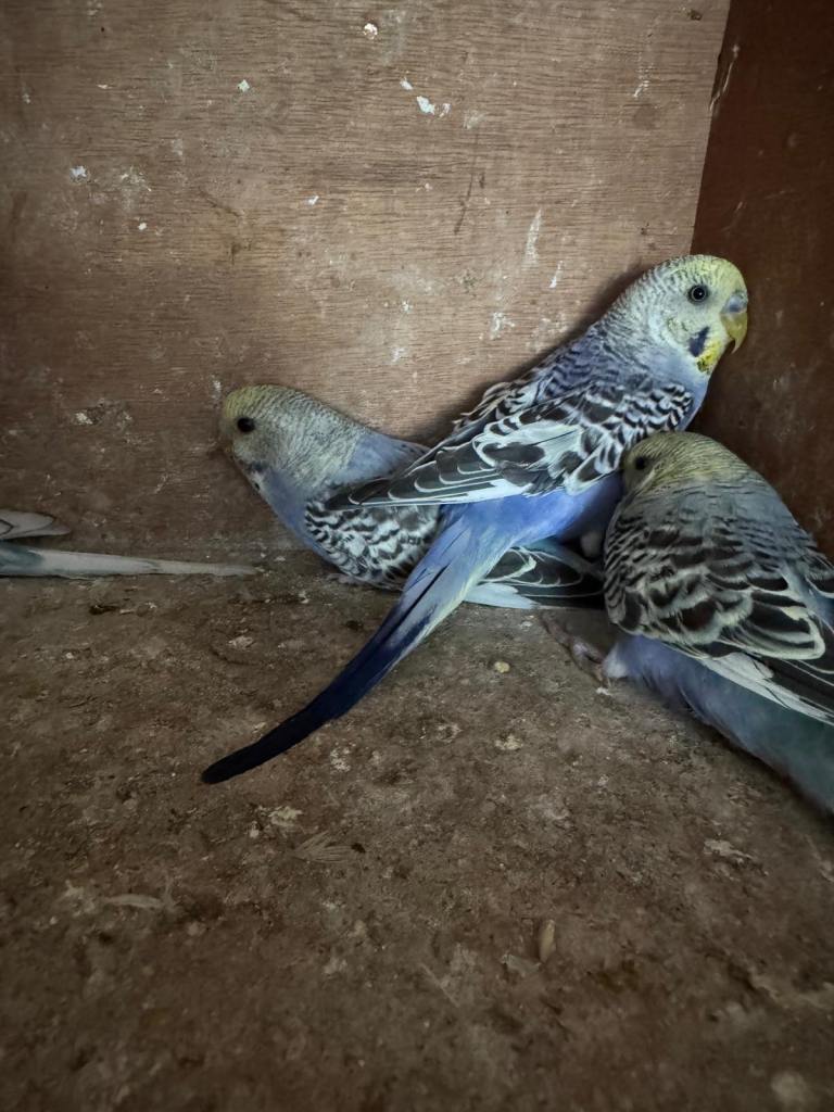 Males only two for sale £40 each collection mk404nn