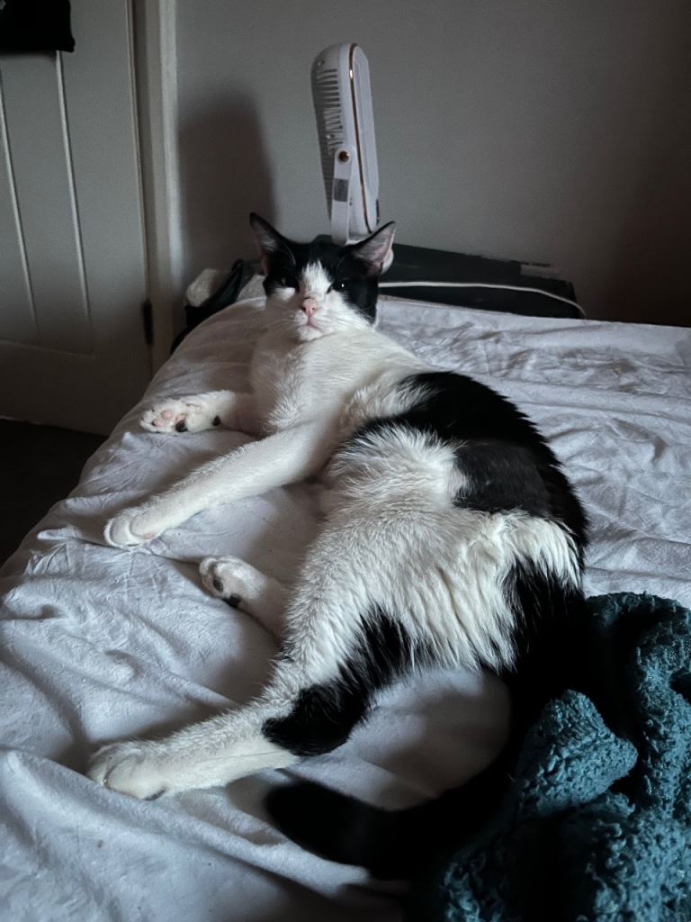 Sasha, 2-year-old Spayed and Chipped Female Cat Seeking Loving Home