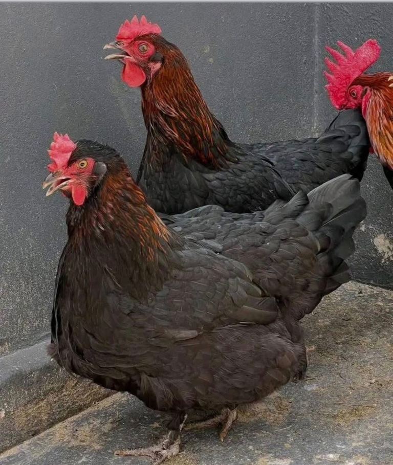 Chickens for sale 