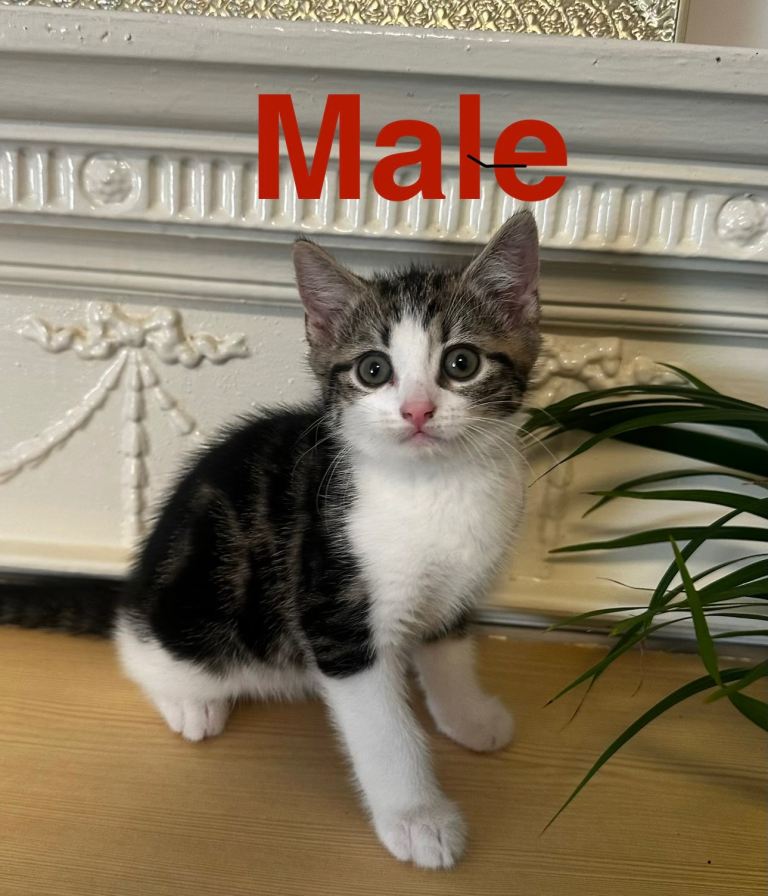 Kittens 