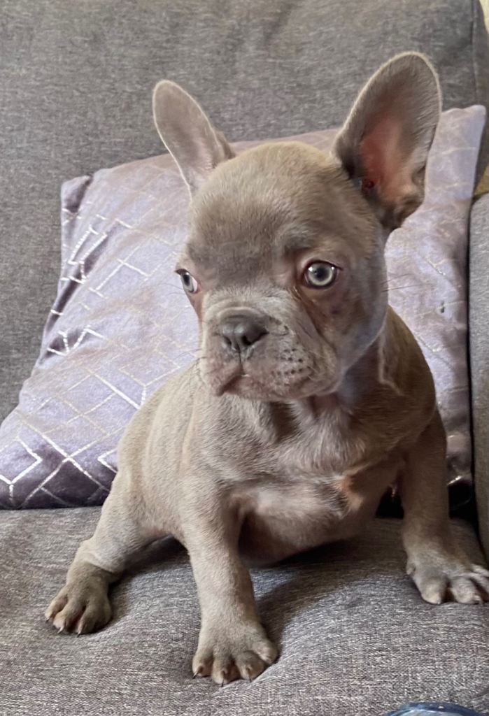 French bulldog puppy’s 