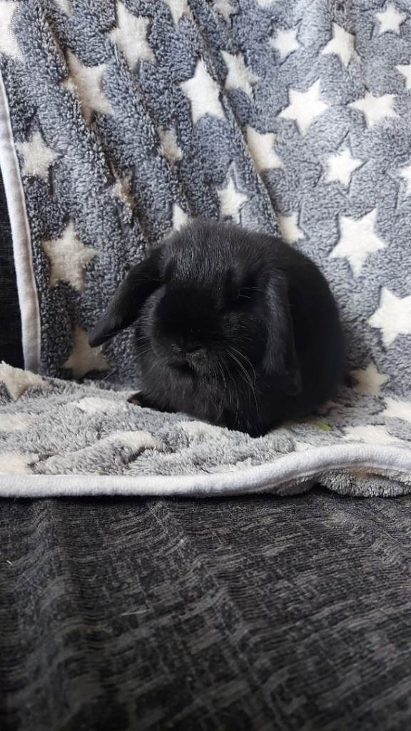 Baby Mini Lop Rabbits
