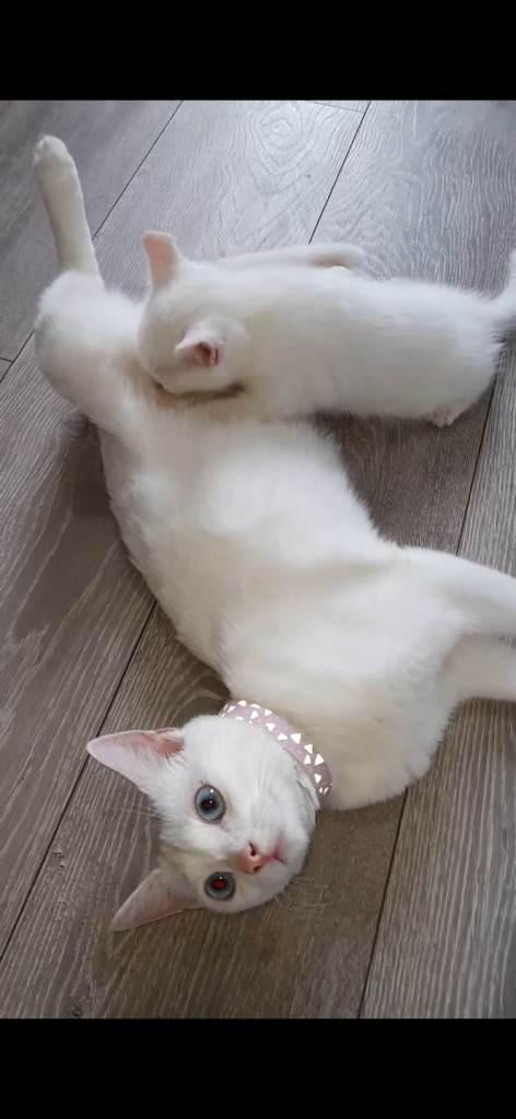 5 Beautiful Kittens