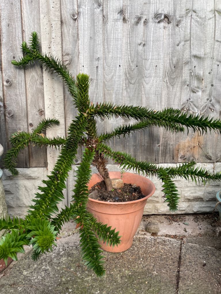 Monkey puzzle tree garden shrub plant