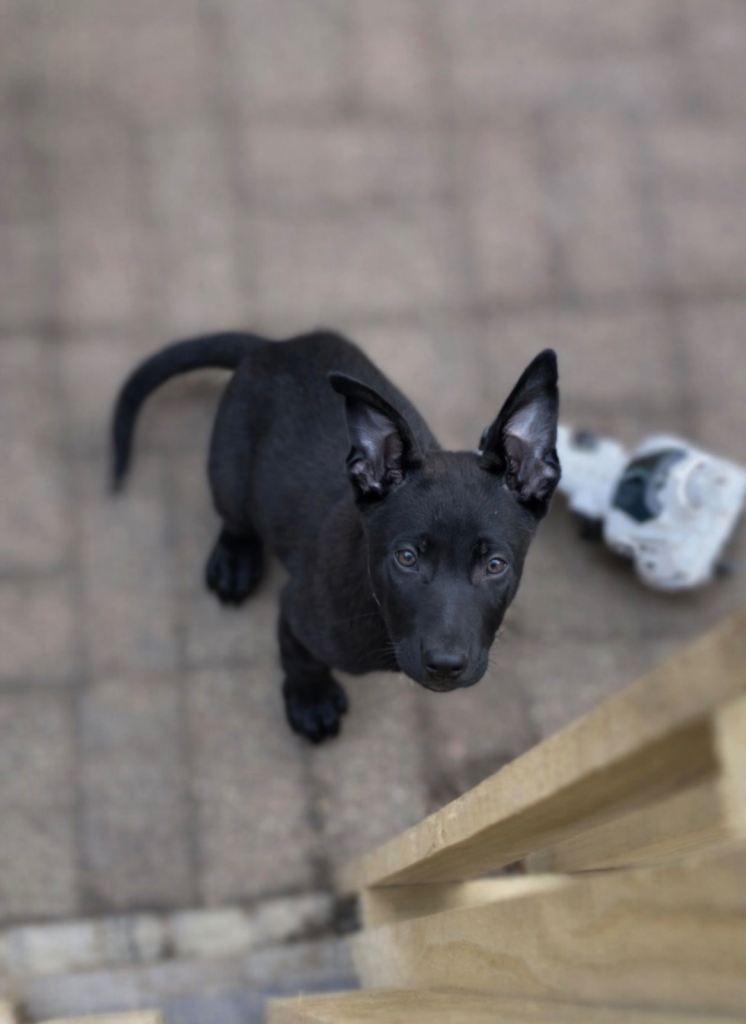 German Shep X puppy