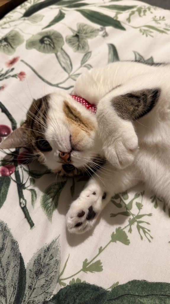 1 year old cat