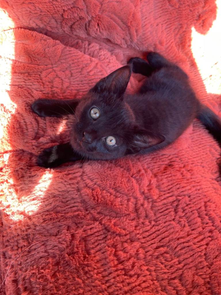 Kittens READY NOW! only 1 BOY left