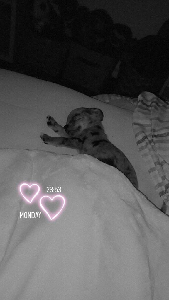 Puppy 