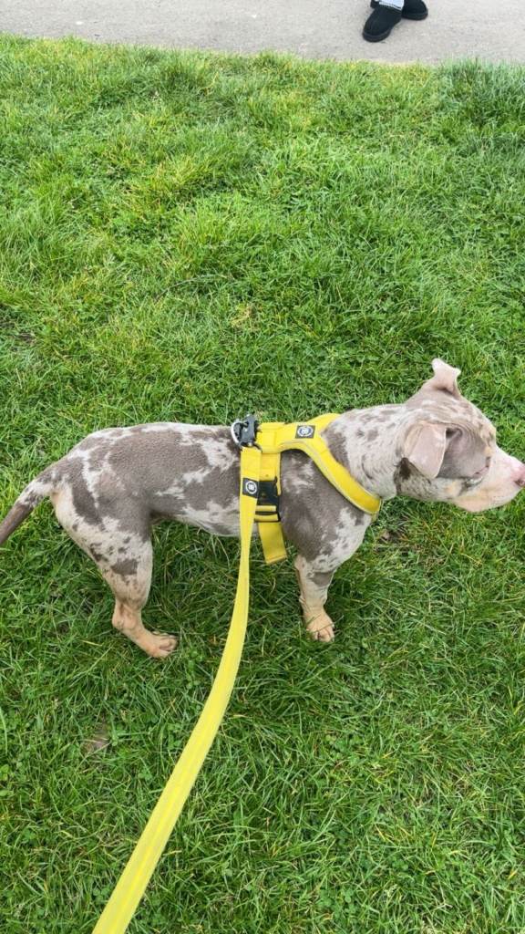 ABKC male pocket bully