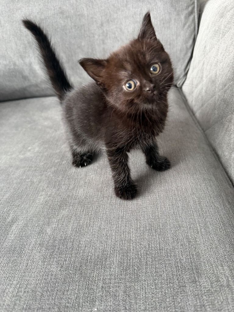 4 kittens for sale - 3 females, 1 male 8 weeks 