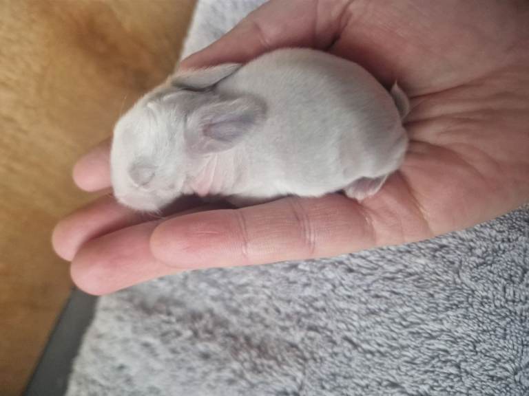 🌟WAITING LIST🌟