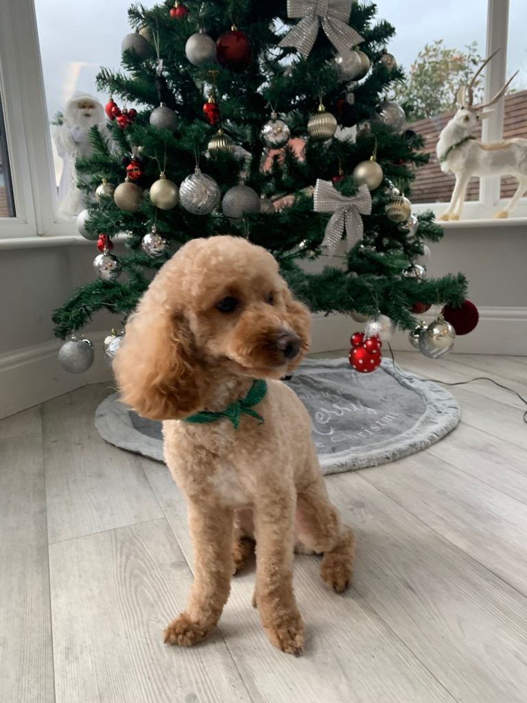 Our Dog Daisy for sale 