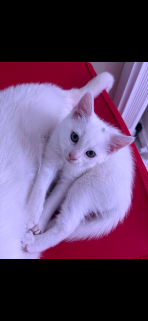 Beautiful Turkish Angora Female for sale
