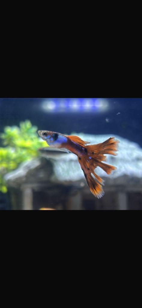 Various tropical fish for sale 