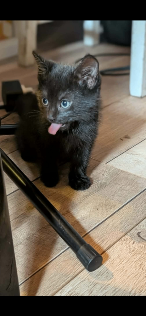 Adorable Black Kitten – Ready for a Loving Home!
