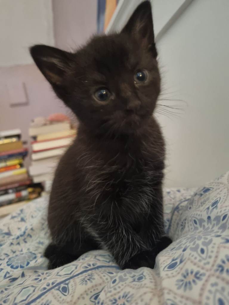 Little black kittens