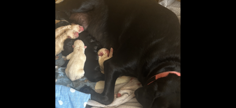 LABRADOR PUPPIES 