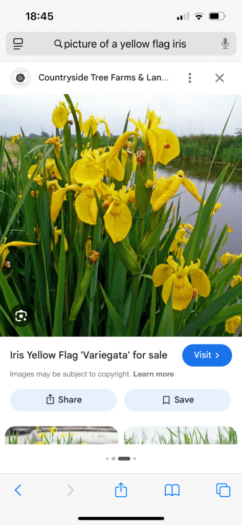 YELLOW FLAG IRIS PLANTS 
