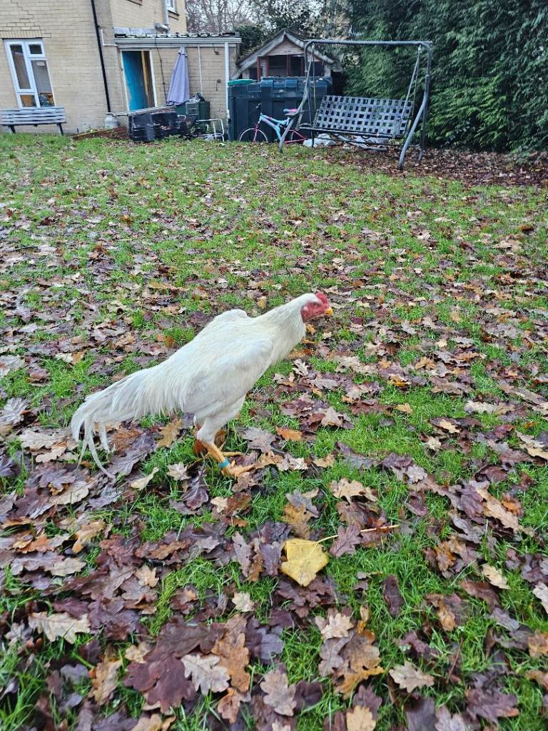 O shamo german 7 months 