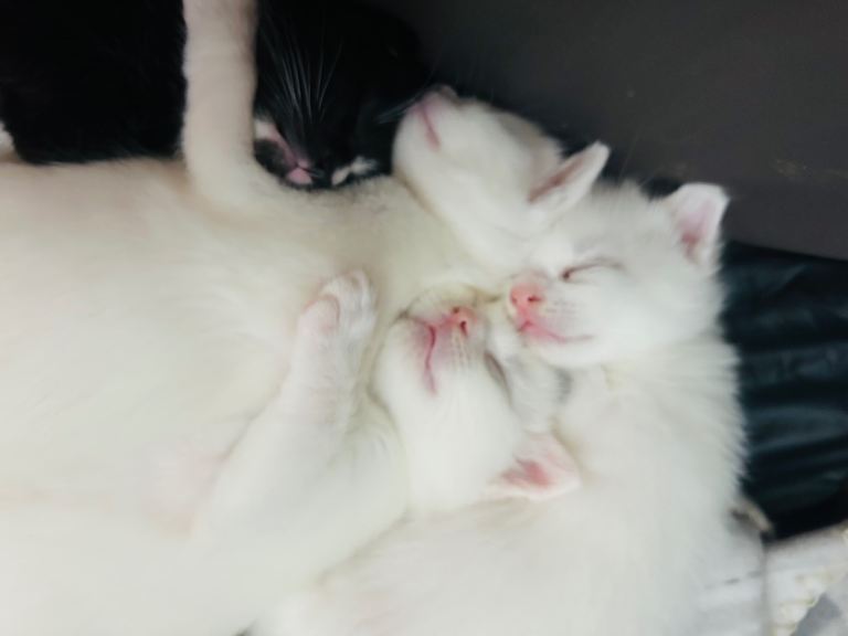 Beautiful Turkish van x kittens 