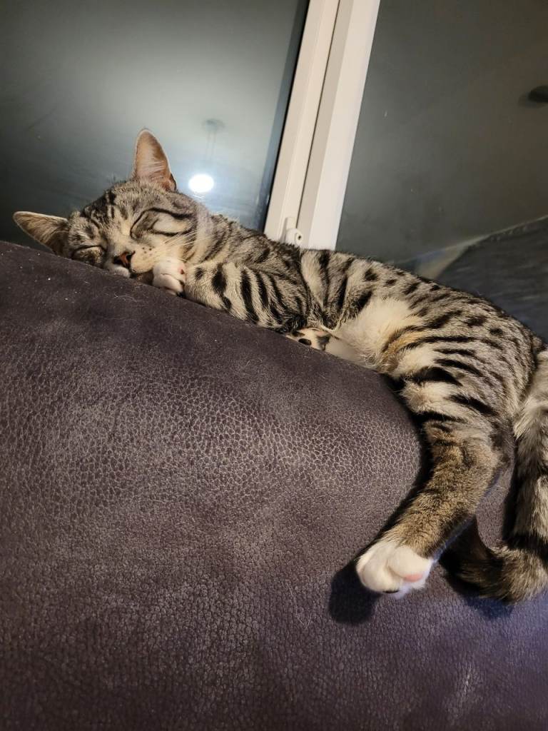 A 2 year old Bengal/Maine Coone mix - male