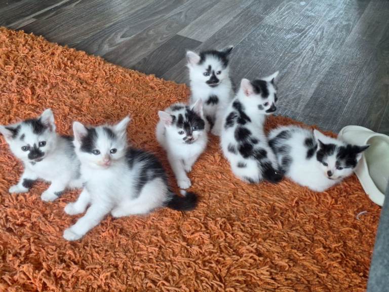 Kittens ready to leave!