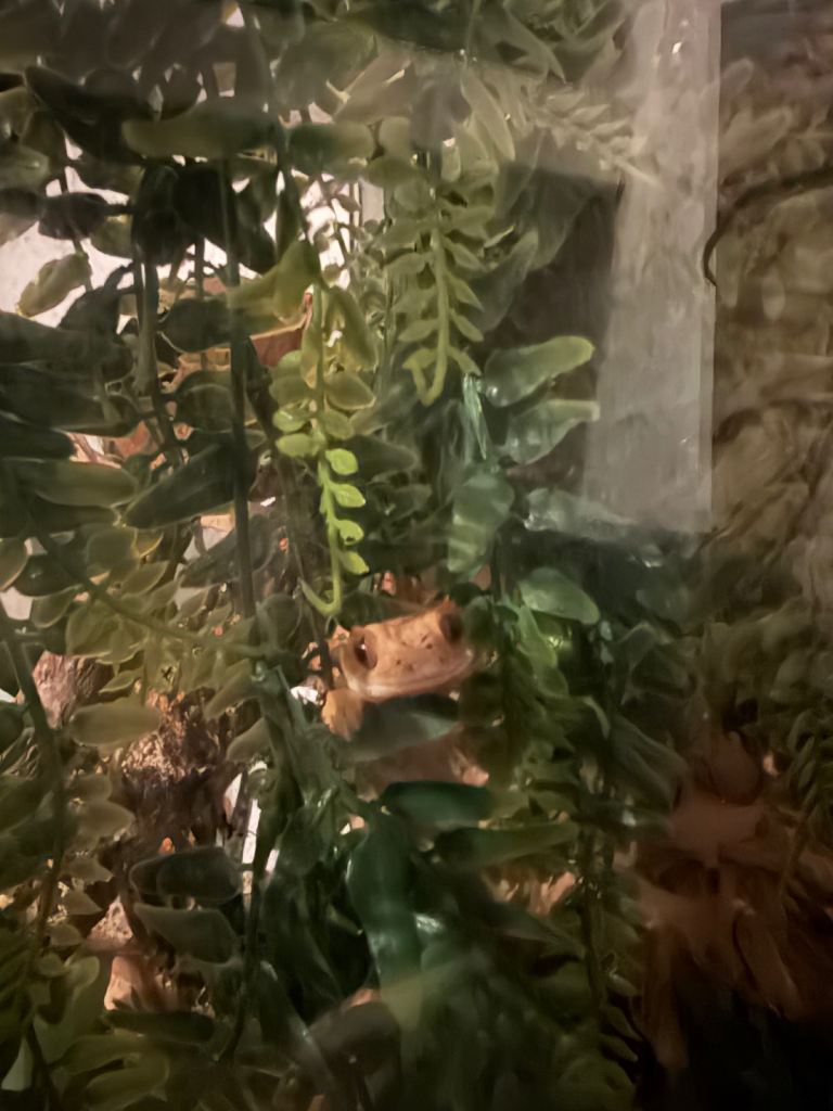 Flame crested gecko