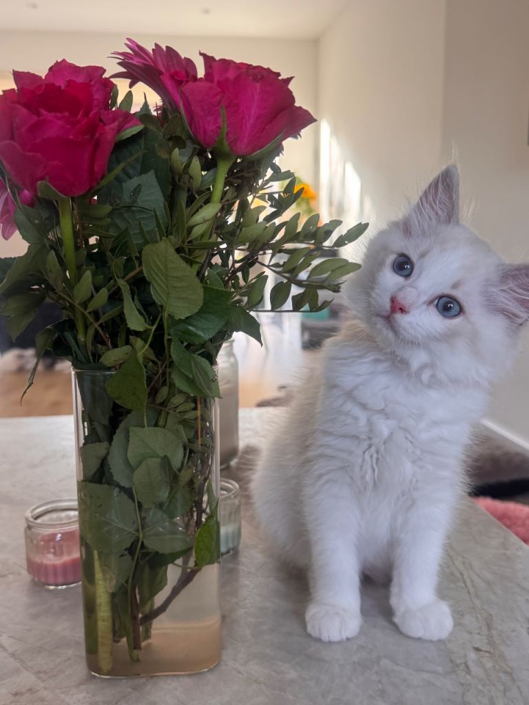 Stunning Bi-Colour Ragdoll Kittens – 7 Available  