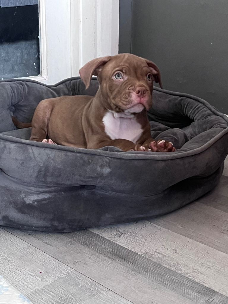 POCKET BULLY MALE LONDON/KENT BASED 