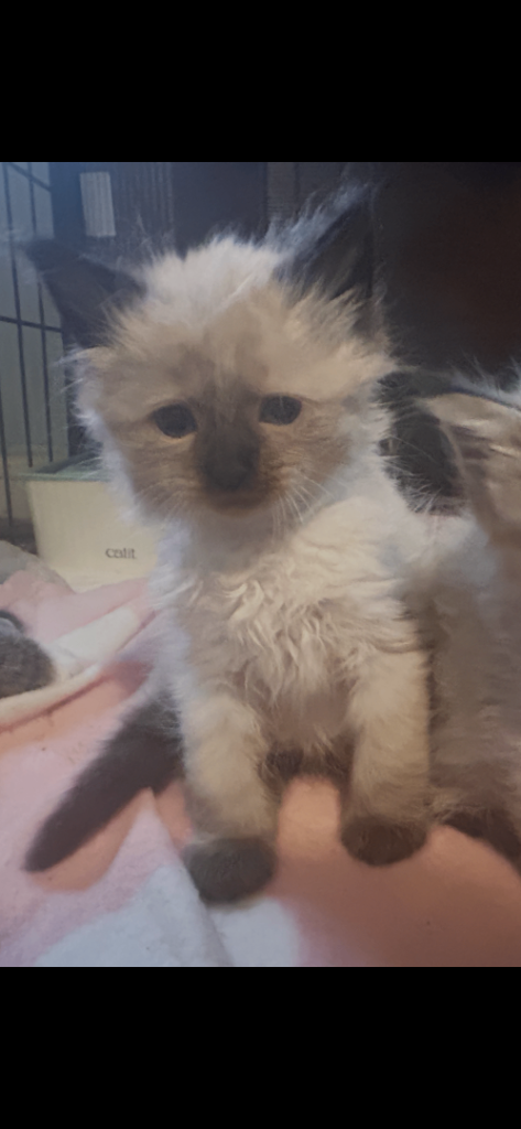 Ragdoll x Maine coon kittens available 