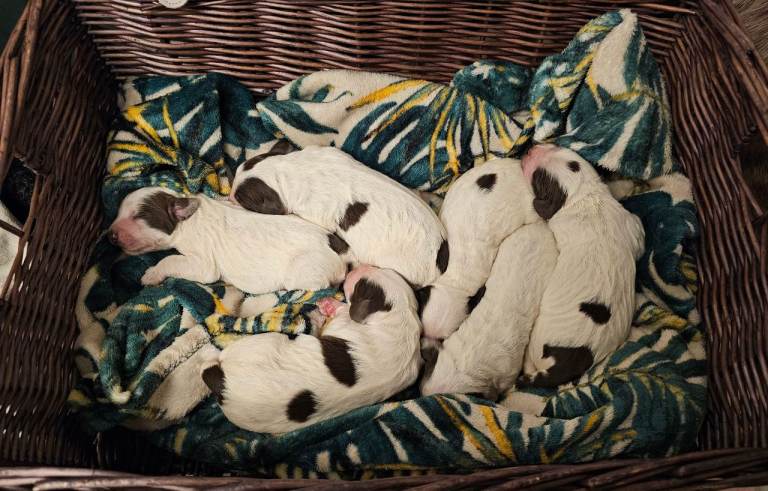 Cocker spaniel puppy 